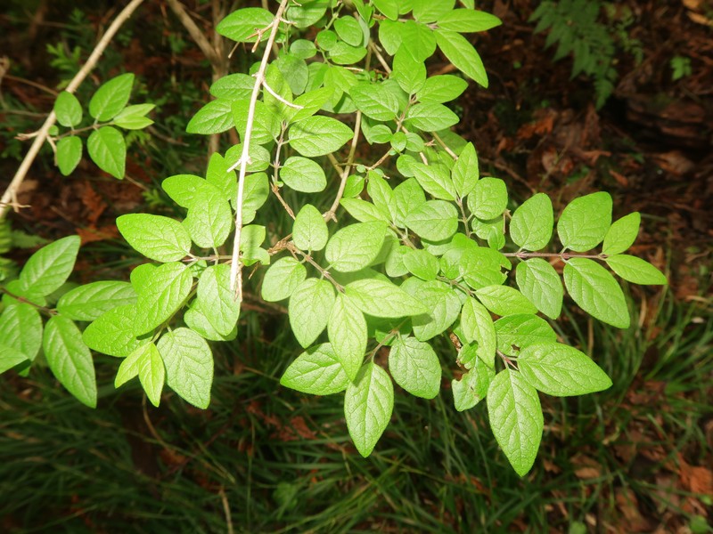 Lonicera linderifolia photo 3