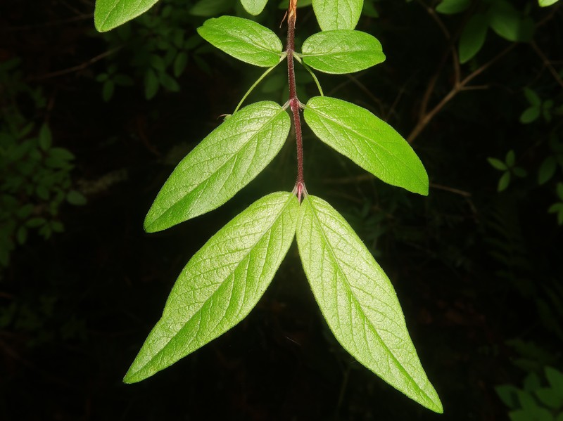 Lonicera linderifolia photo 4
