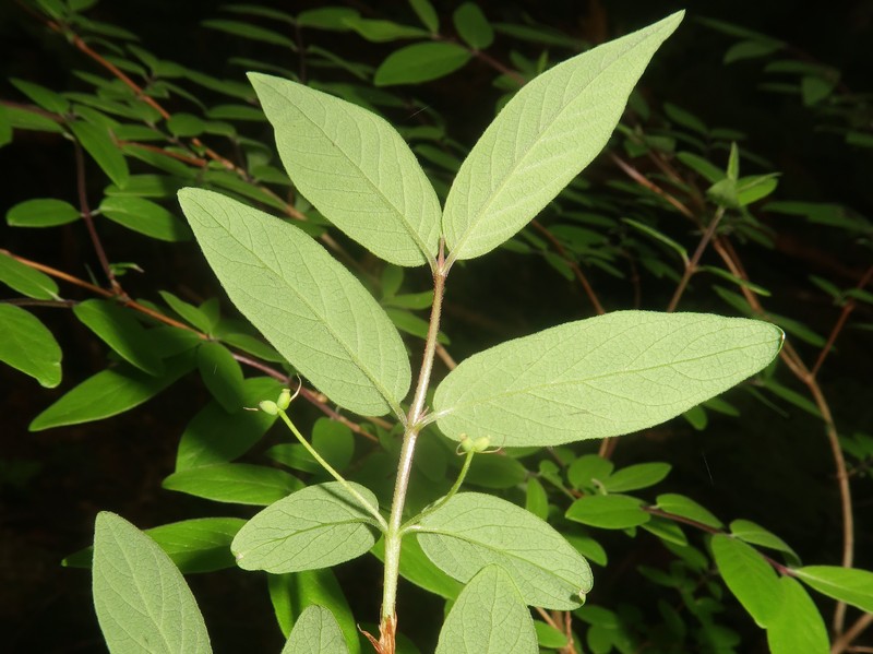 Lonicera linderifolia photo 5