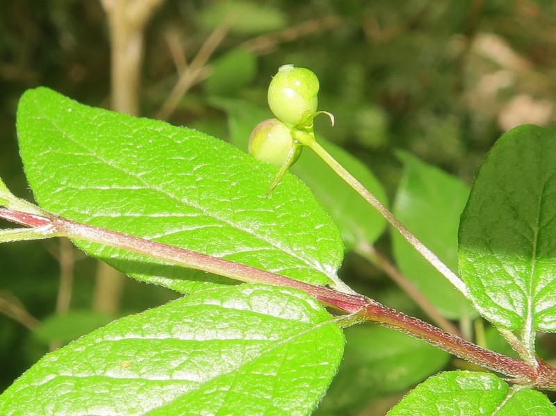 Lonicera linderifolia photo 6