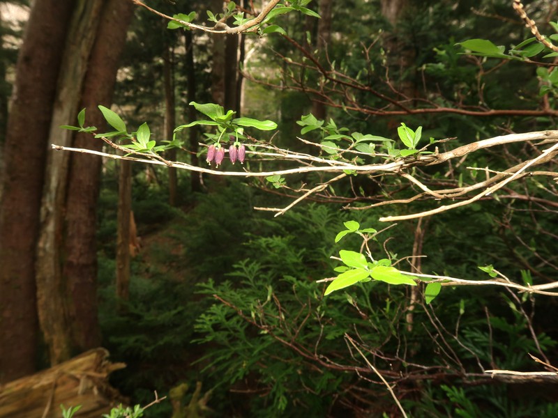 Lonicera linderifolia photo 7