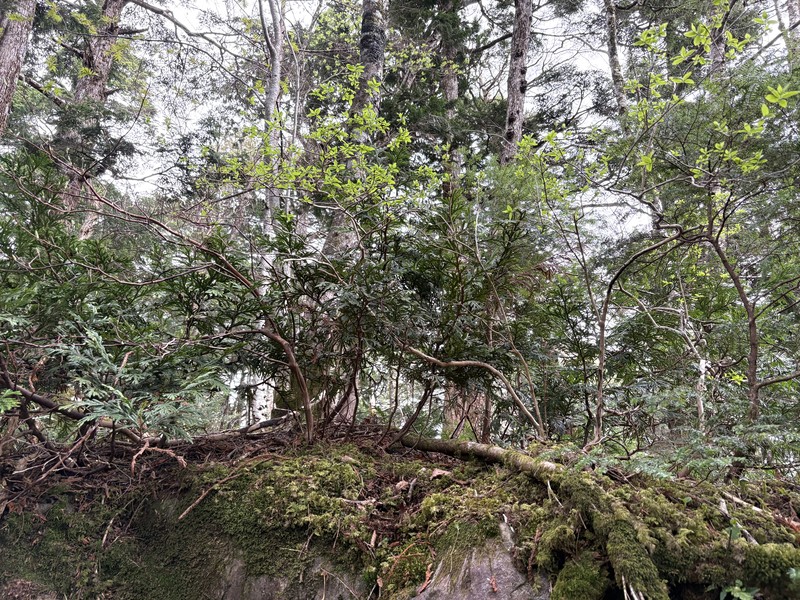 Lonicera linderifolia photo 8