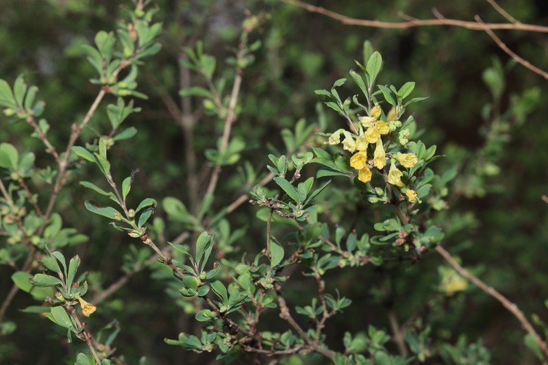 Lonicera litangensis