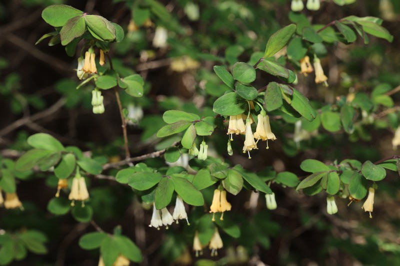 Lonicera litangensis photo 2
