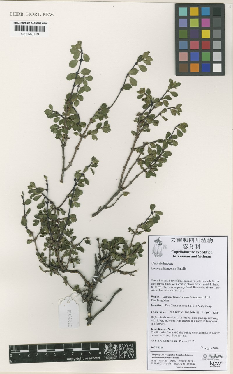 Lonicera litangensis photo 3
