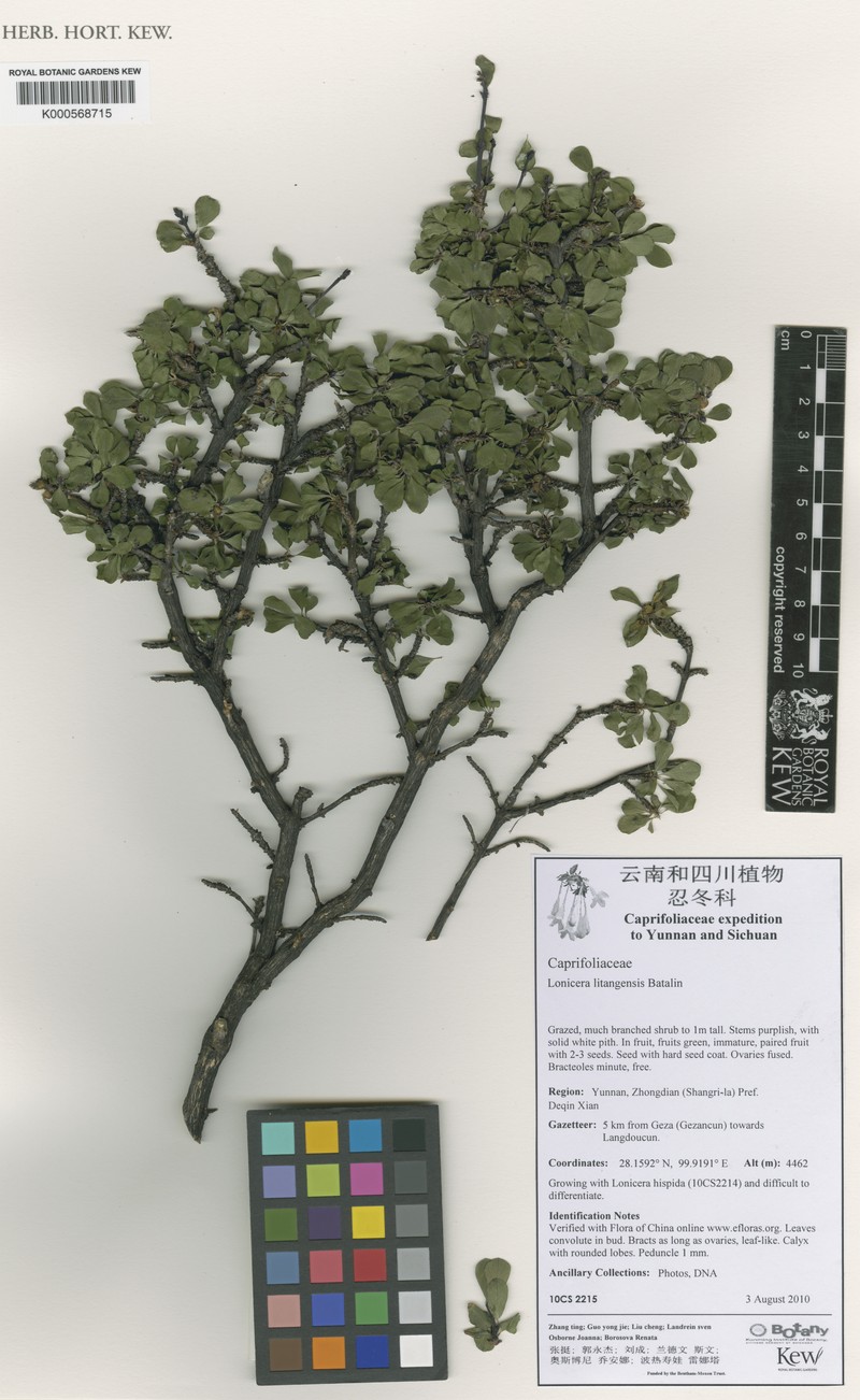 Lonicera litangensis photo 4