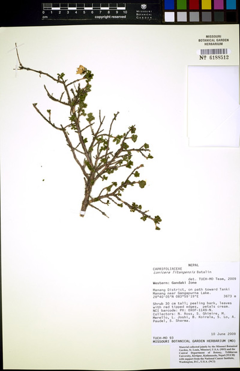 Lonicera litangensis photo 5