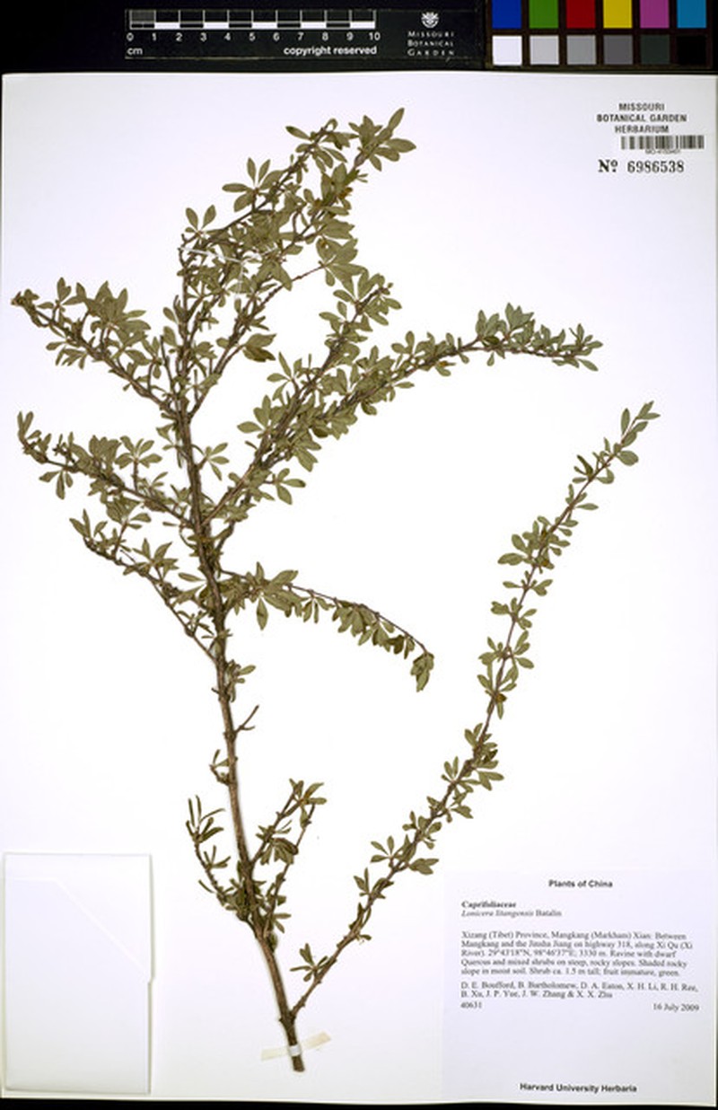 Lonicera litangensis photo 6
