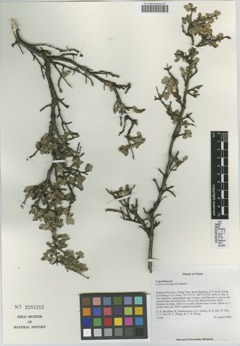 Lonicera litangensis photo 7