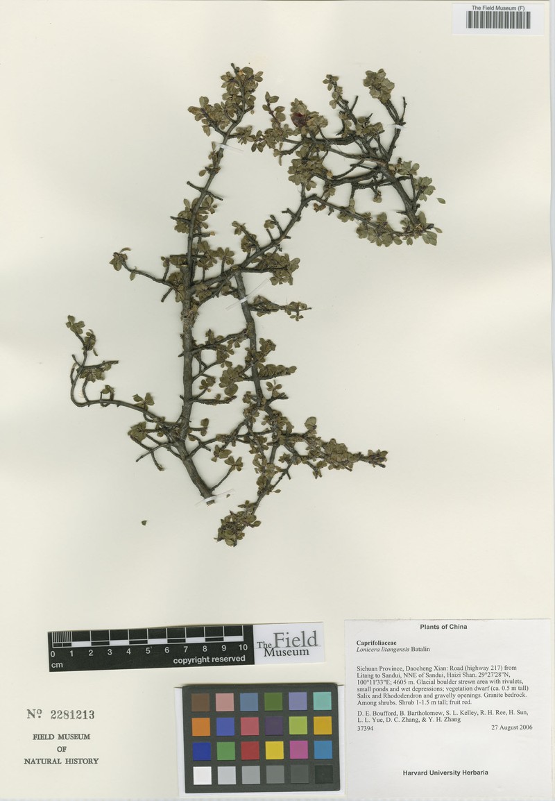 Lonicera litangensis photo 8