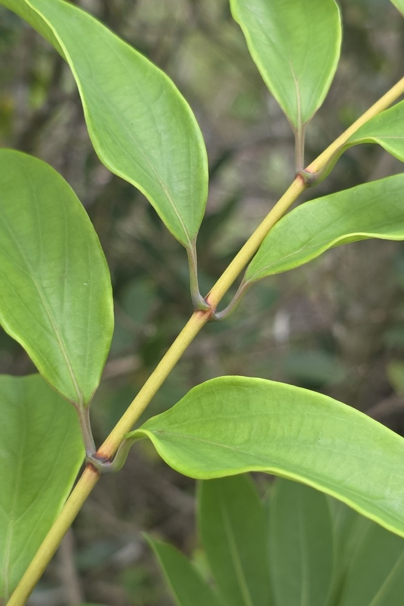 Lonicera longiflora photo 2