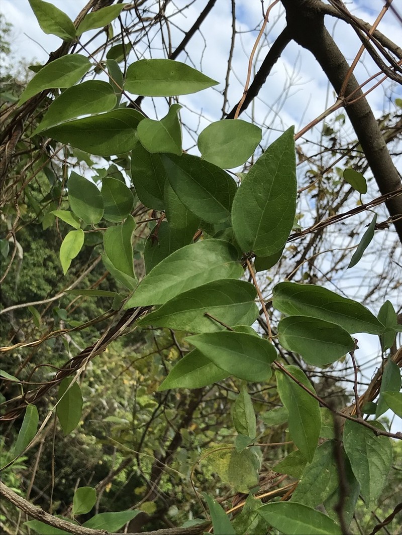 Lonicera longiflora photo 3