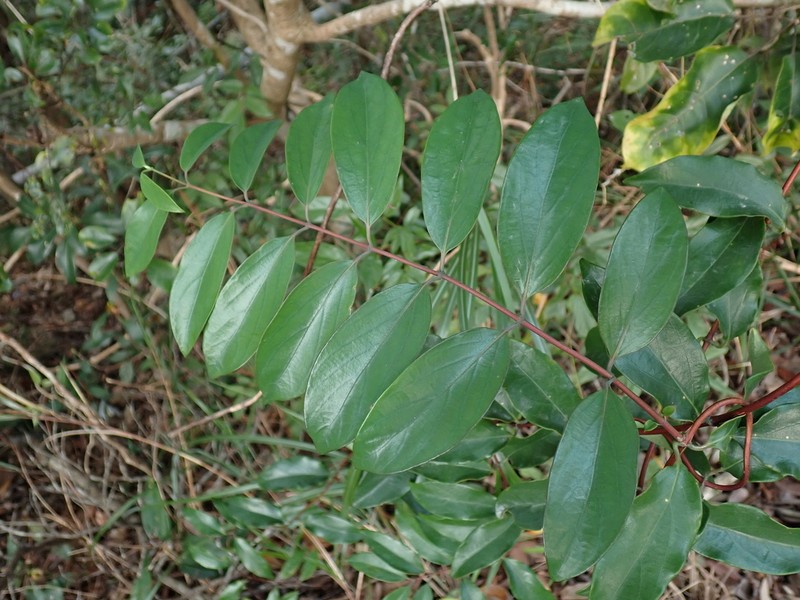 Lonicera longiflora photo 4