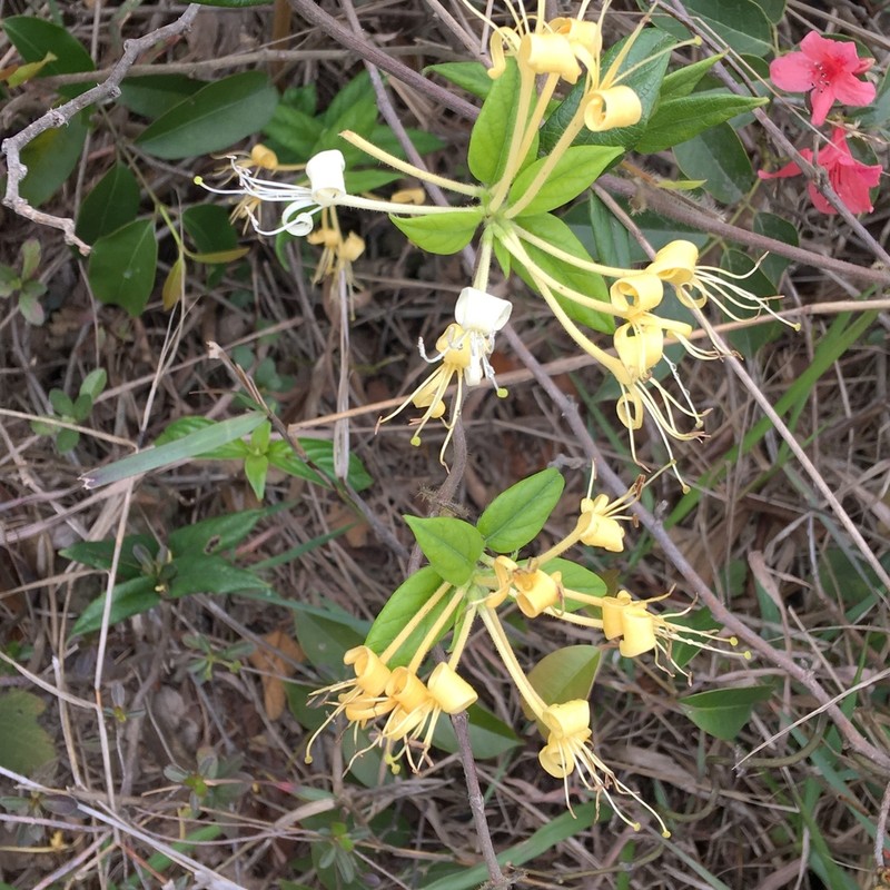 Lonicera longiflora photo 5