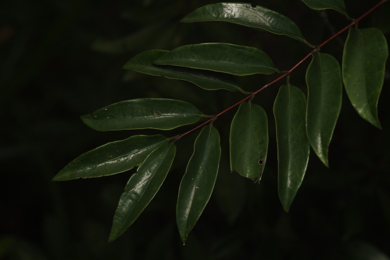 Lonicera longiflora photo 6