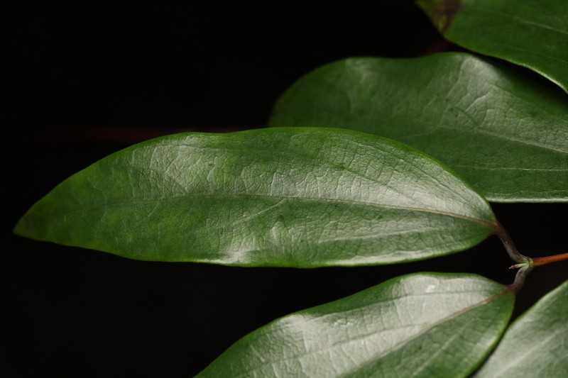 Lonicera longiflora photo 8