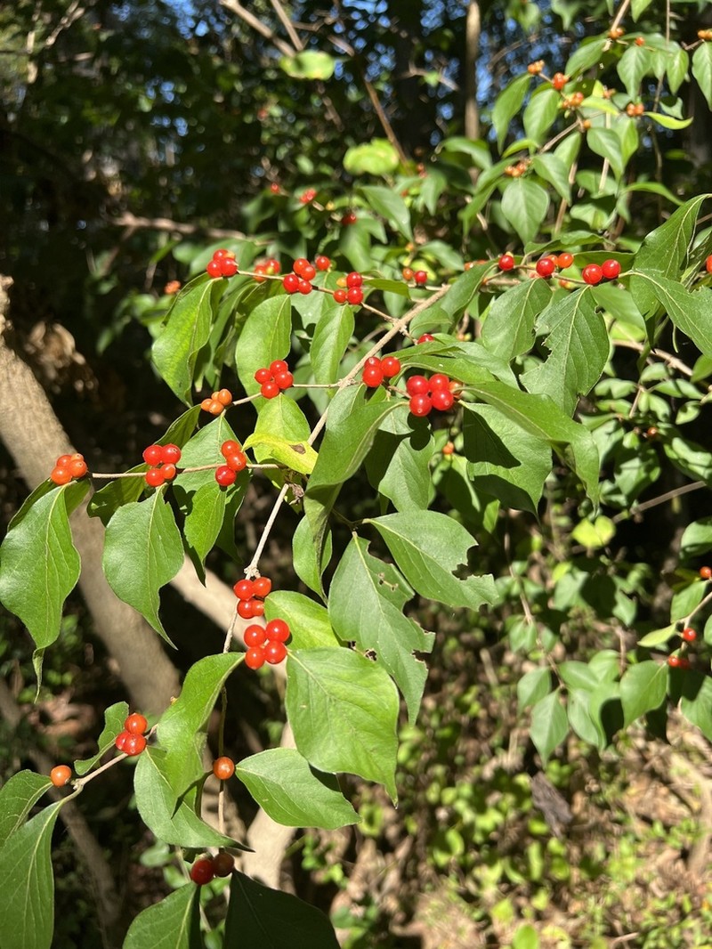 Late Honeysuckle photo 4