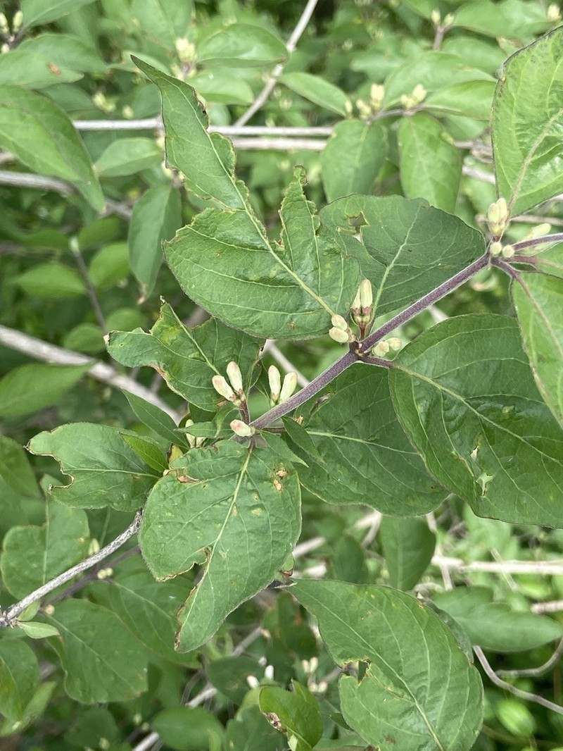 Amur Honeysuckle photo 7