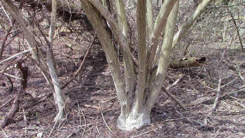 Lonicera maackii photo 3