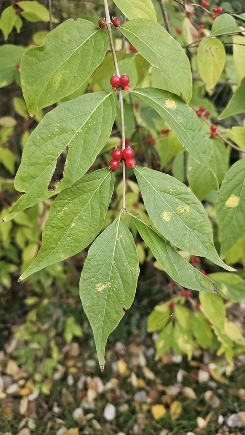 Lonicera maackii photo 5