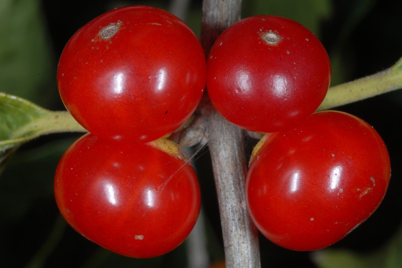 Lonicera maackii photo 6