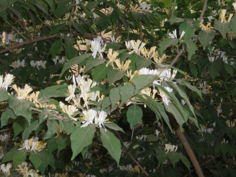 Amur Honeysuckle photo 4