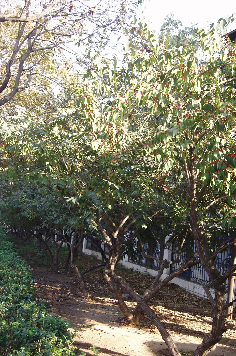 Amur Honeysuckle photo 6