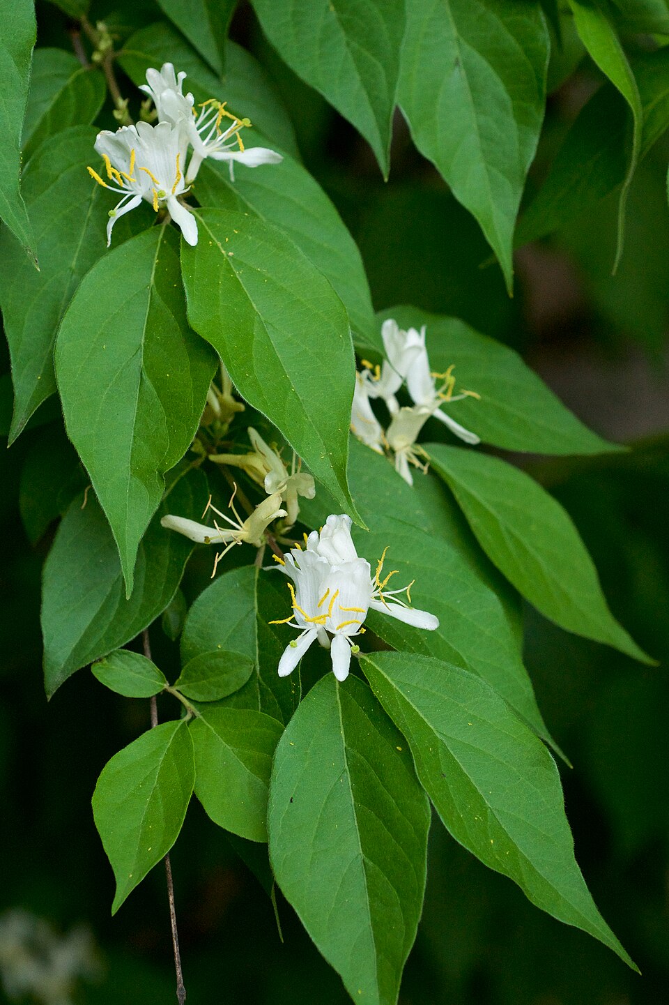 Amur Honeysuckle