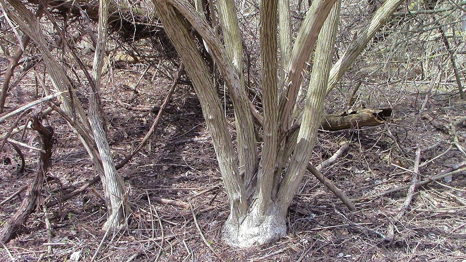 Amur Honeysuckle photo 7