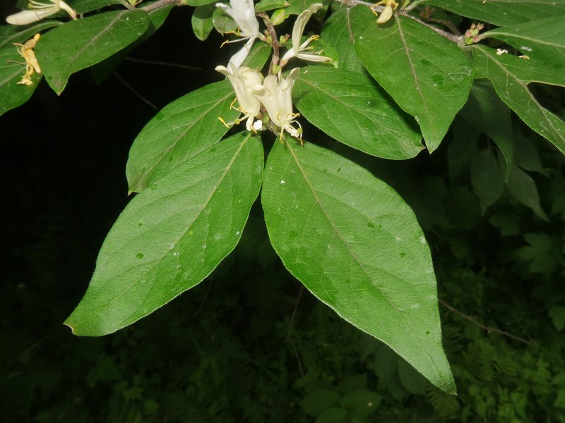 Amur Honeysuckle photo 8