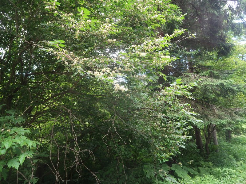 Amur Honeysuckle photo 9