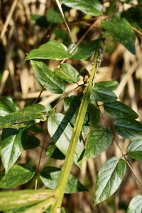 Lonicera macrantha