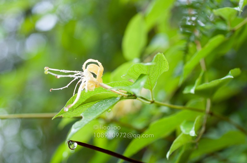 Lonicera macrantha photo 2