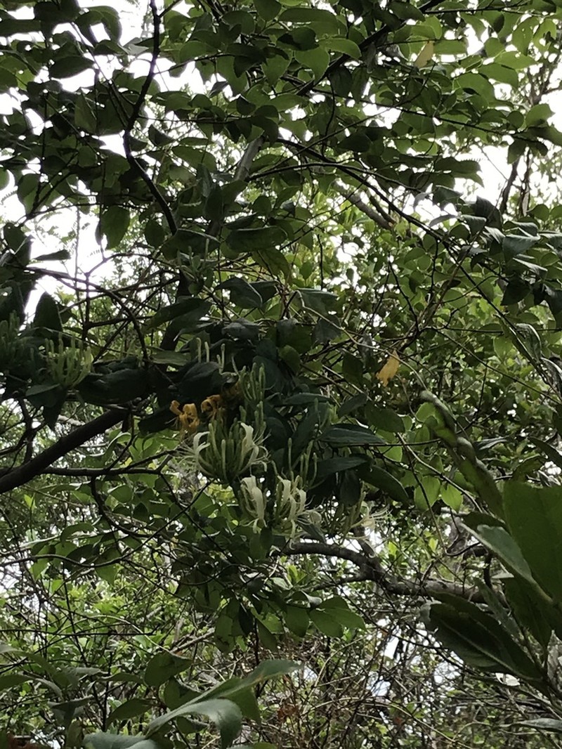 Lonicera macrantha photo 3