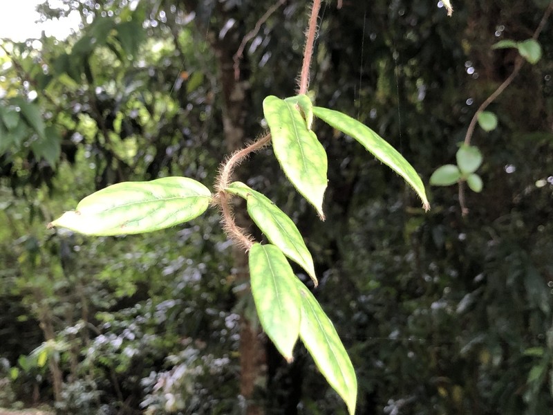 Lonicera macrantha photo 4