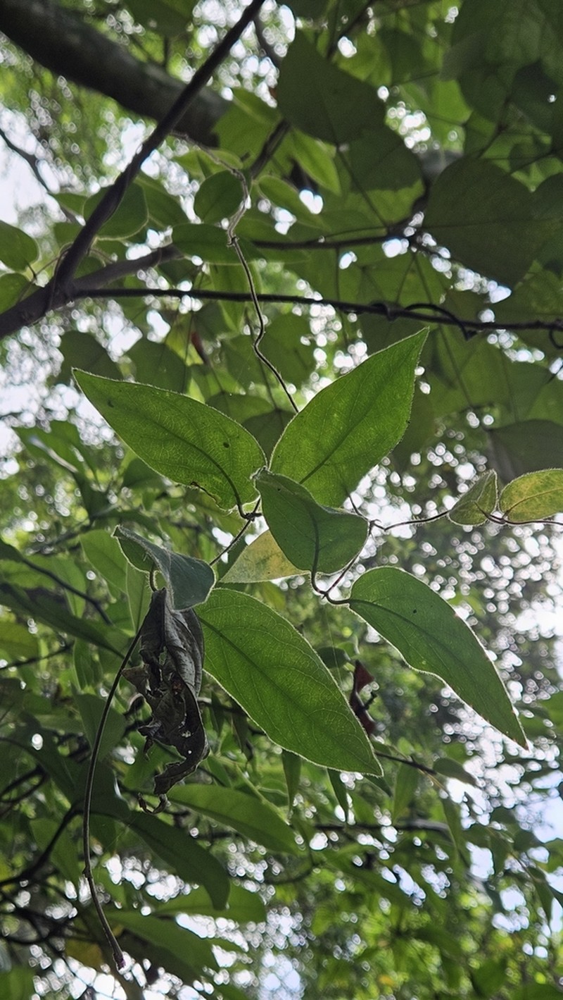 Lonicera macrantha photo 5