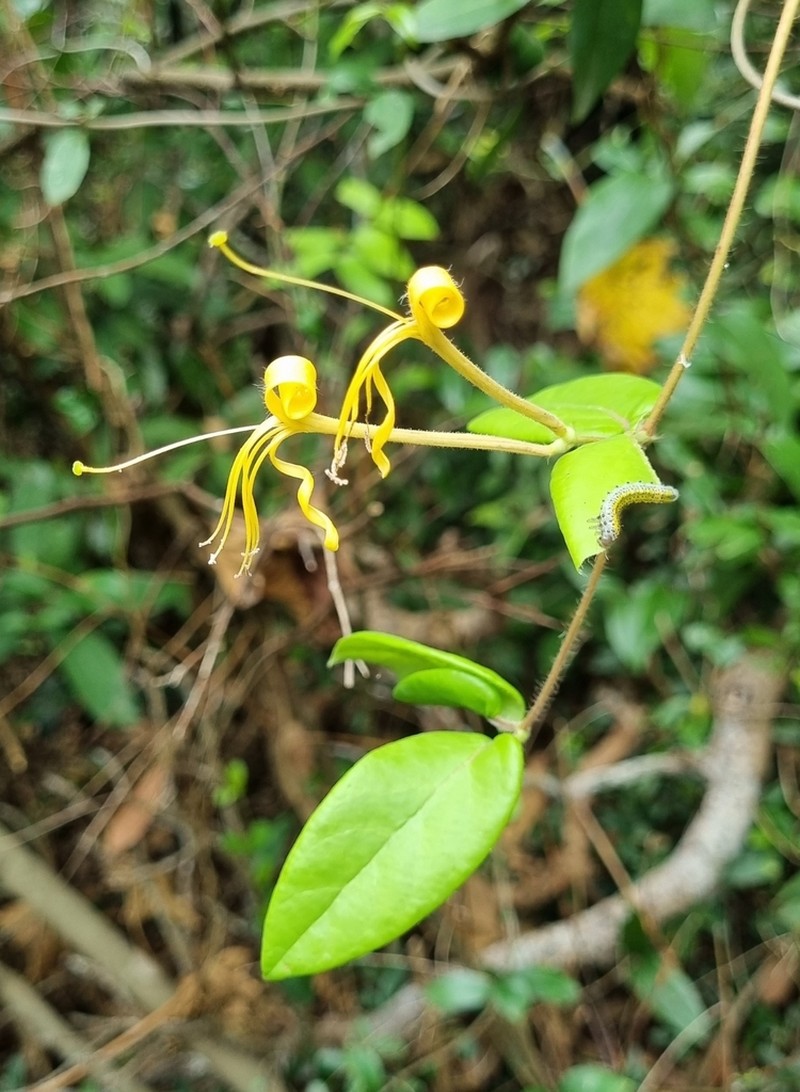 Lonicera macrantha photo 6