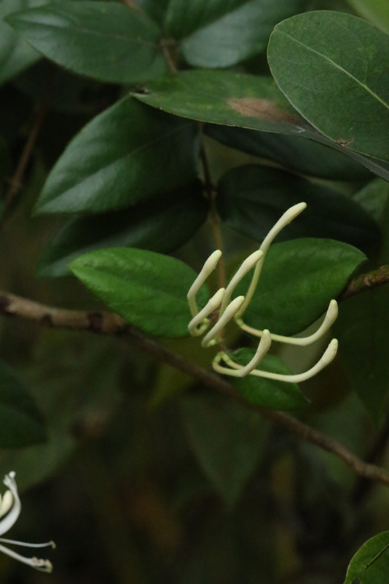 Lonicera macrantha photo 7