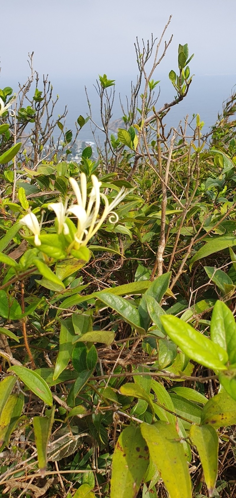 Lonicera macrantha photo 8