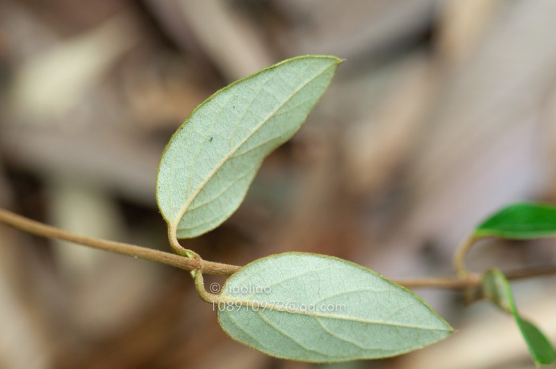 Lonicera macranthoides