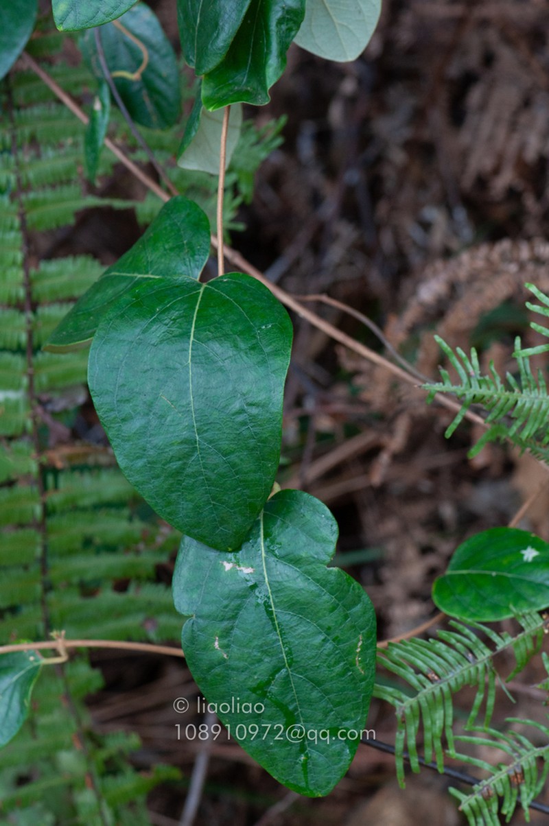 Lonicera macranthoides photo 2
