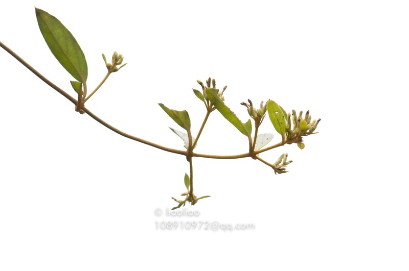 Lonicera macranthoides photo 3