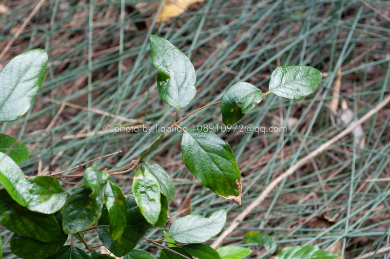 Lonicera macranthoides photo 4