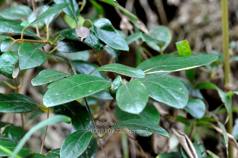 Lonicera macranthoides photo 5