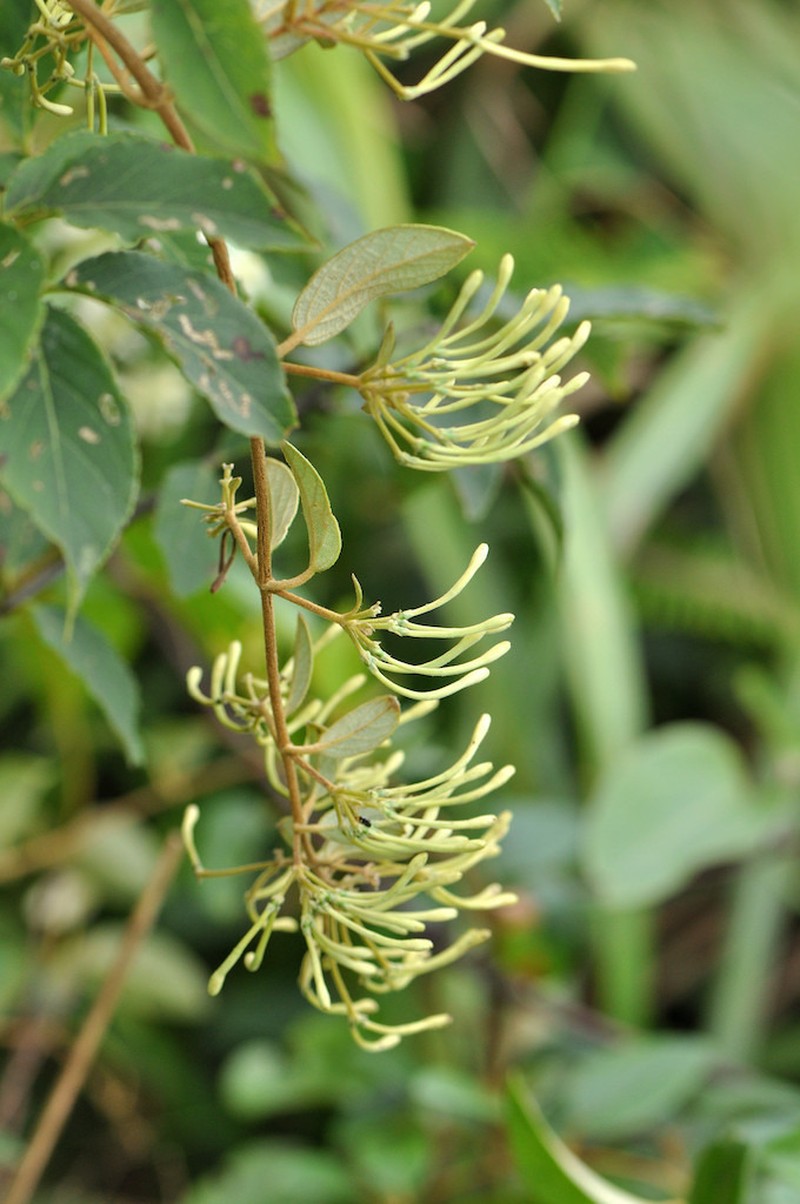 Lonicera macranthoides photo 6