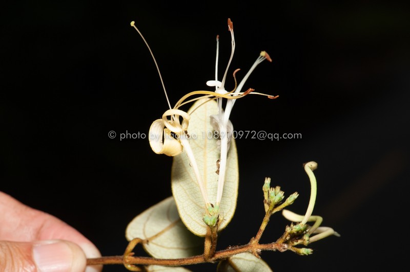 Lonicera macranthoides photo 7