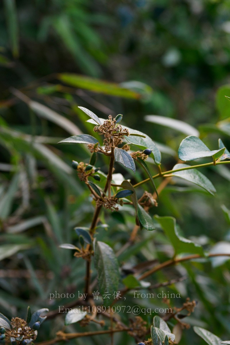 Lonicera macranthoides photo 8