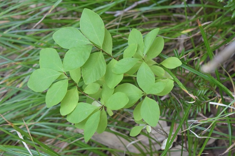 Lonicera maimowiczii