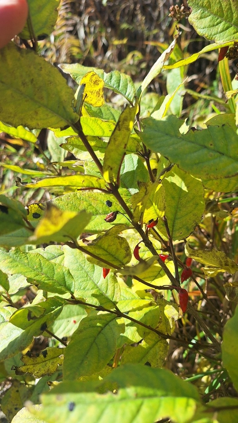 Lonicera maimowiczii photo 3