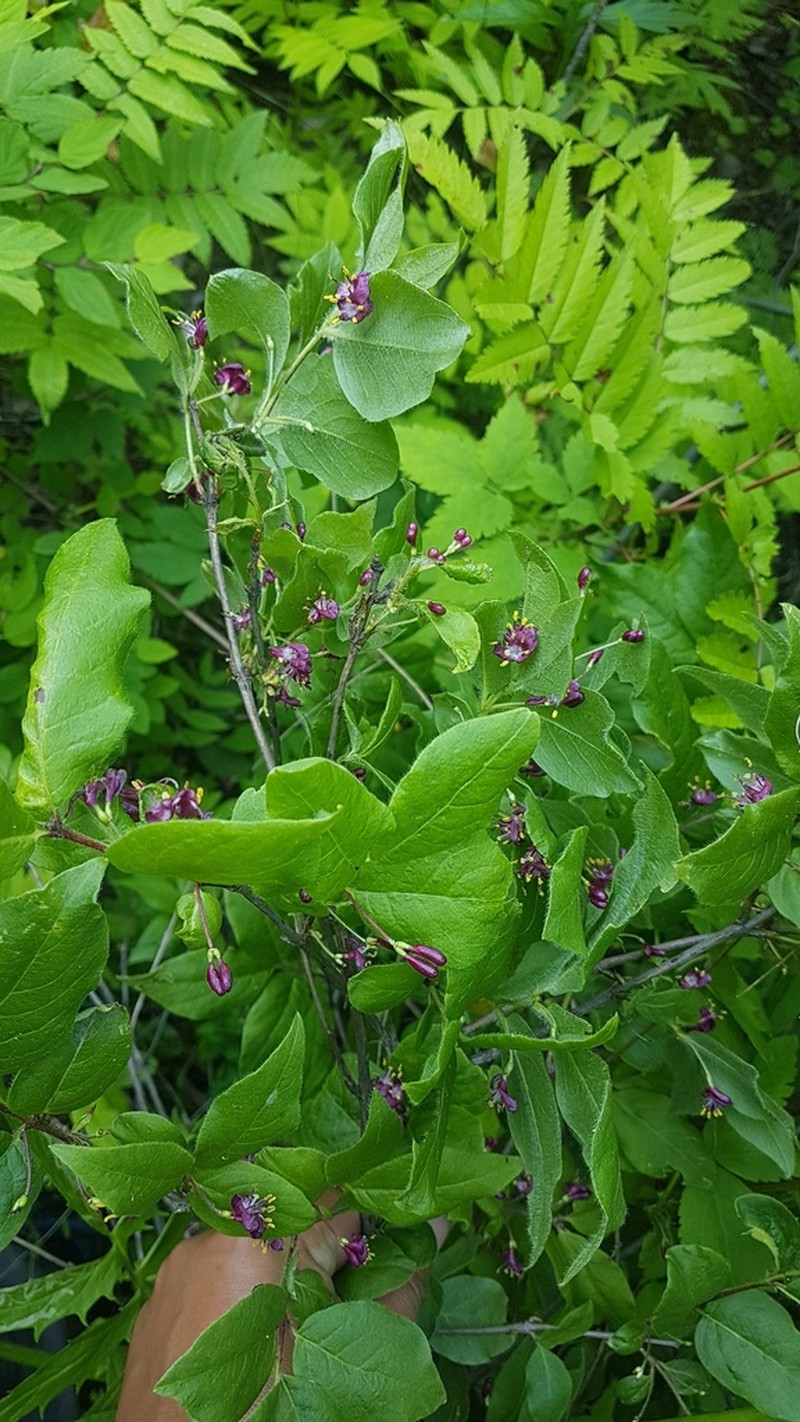 Lonicera maimowiczii photo 5